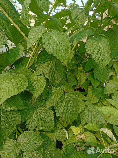 Малина сортовая саженцы