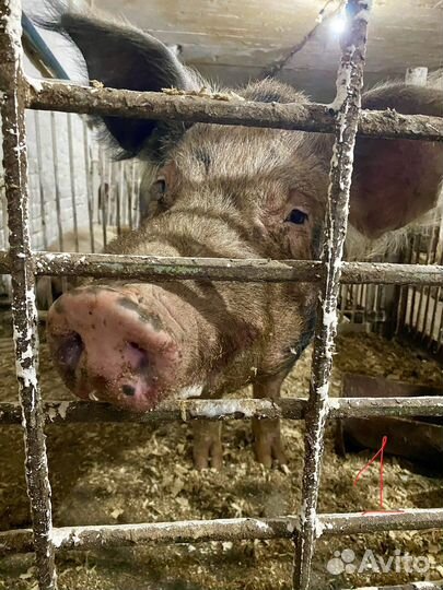 Хряки на племя