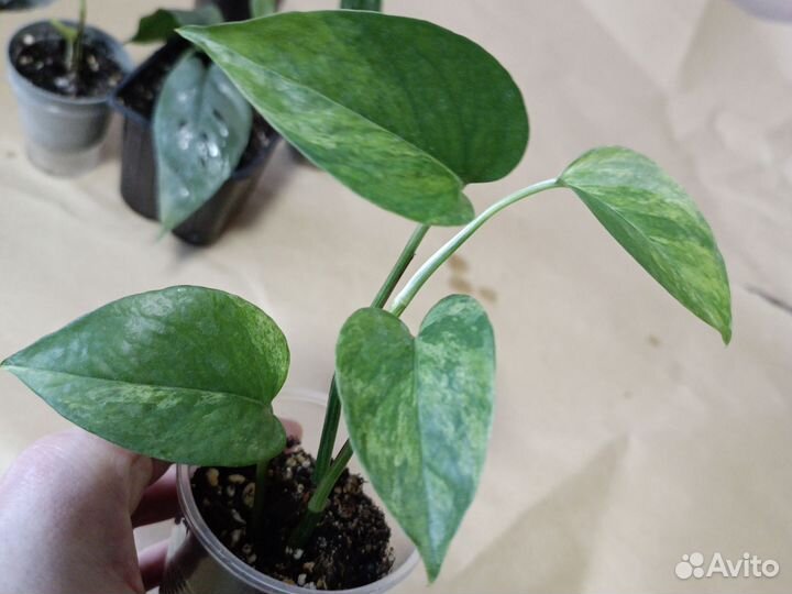 Сциндапсусы, эпипремнумы