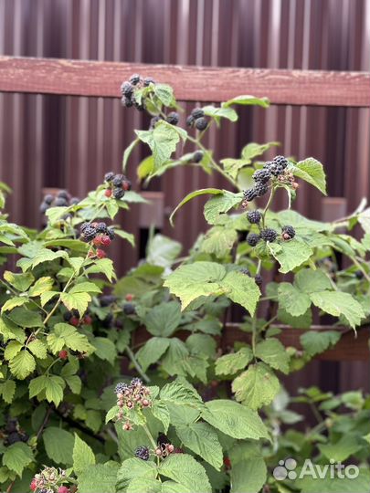 Саженцы Черной малины кумберленд