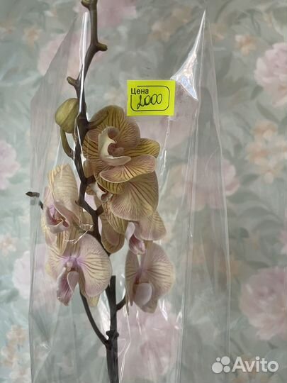 Орхидея фаленопсис