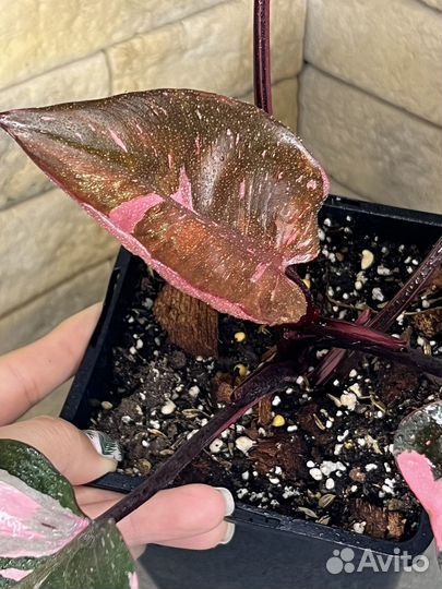 Филодендрон розовая принцесса марбл