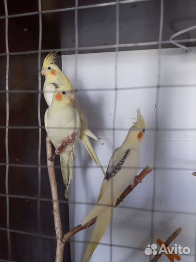 Попугай корелла птенец