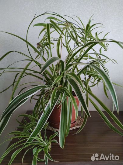 Хлорофитум кудрявый, маленький -100