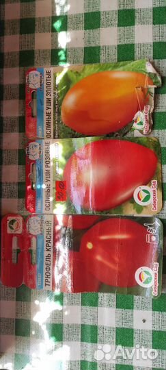 Рассада помидор