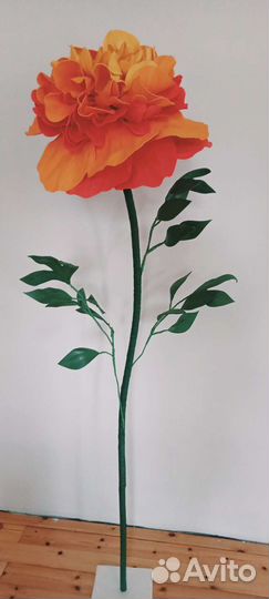 Пион садовый