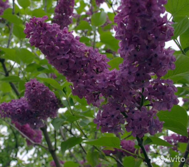 Сирень темно фиолетовая, саженцы