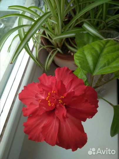 Роза-Гибискус