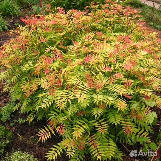 Рябинник рябинолистный