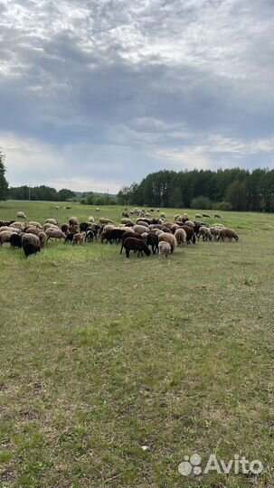 Овцы на курбан байрам