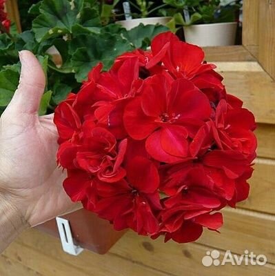 Домашние цветы