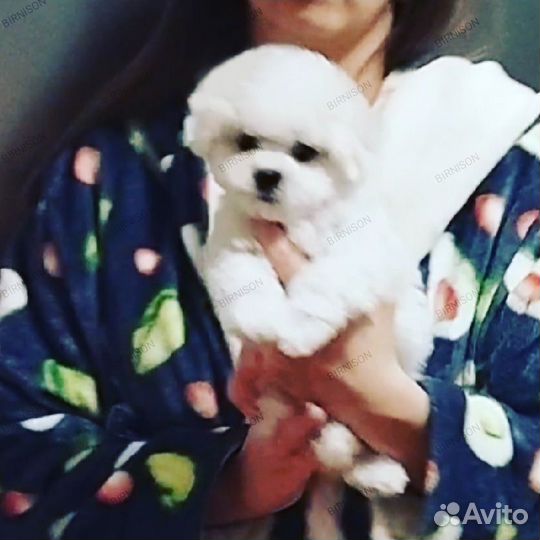 Бишон фризе миниатюрные детки