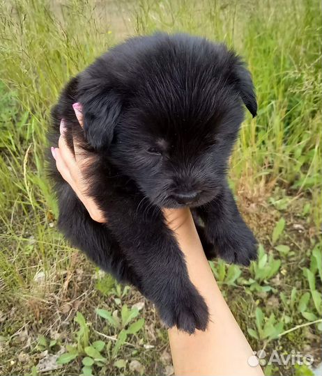 Щенок в добрые руки бесплатно