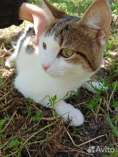 Кот в поисках дома