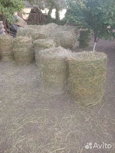 Сено люцерны