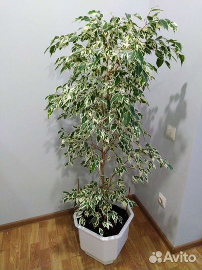 Фикус Бенджамина