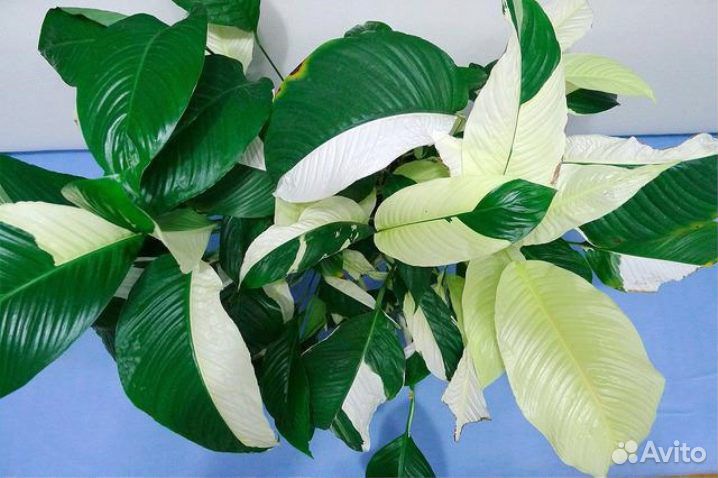 Спатифиллум Пикассо вариегатный