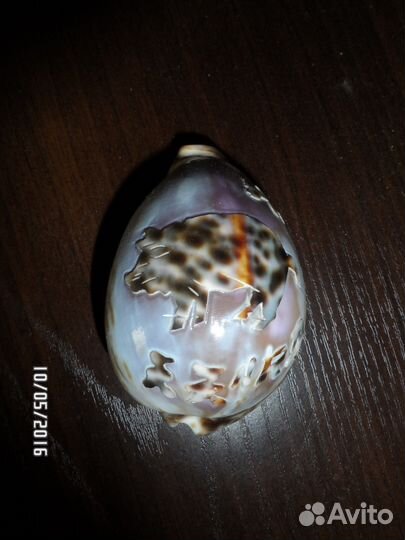 Ракушка с изображением кабана