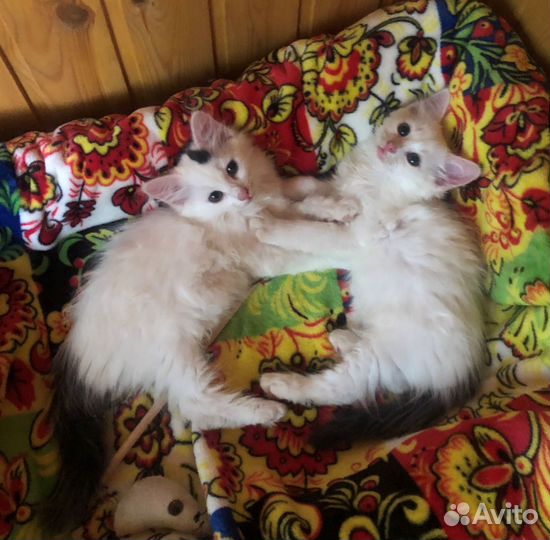 Котенок в добрые руки