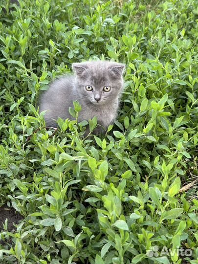 Котята в добрые руки даром