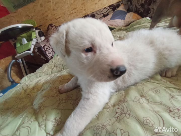Собаки