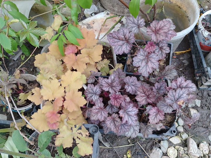 Гейхеры, хосты