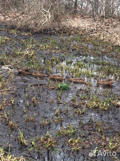 Подсадные утки