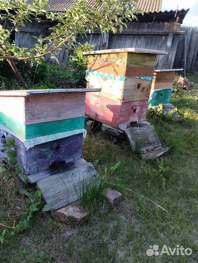 Пчелы и улья