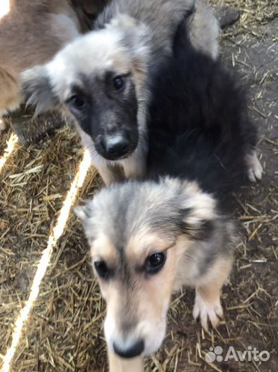 Отдадим щенков