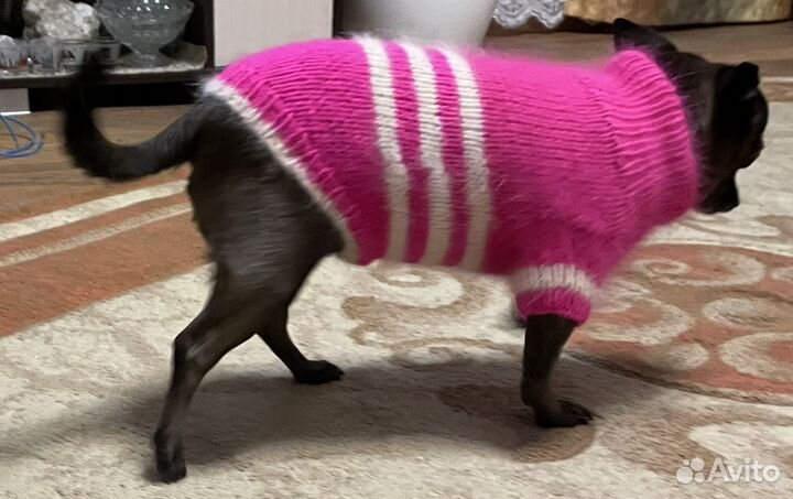 Вещи для маленьких собак