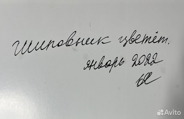 Цветет шиповник, холст на картоне, масло