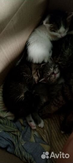 Катята 2м 1д