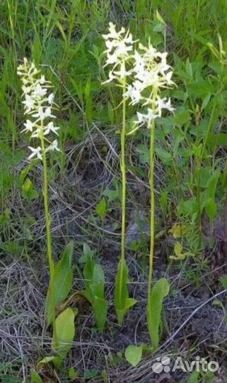 Дикая орхидея