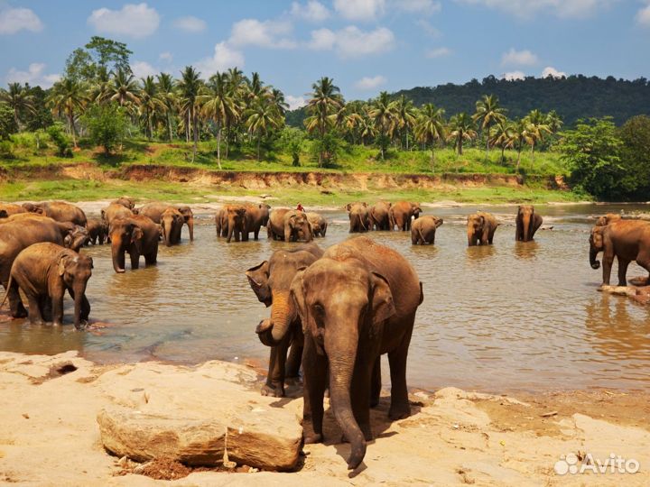 Летим на Sri-Lanka от 7 ночей за двоих чел