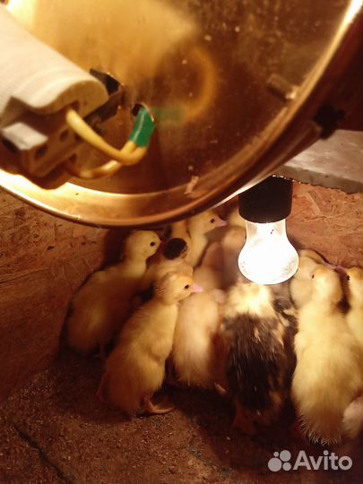 Индоутята суточные