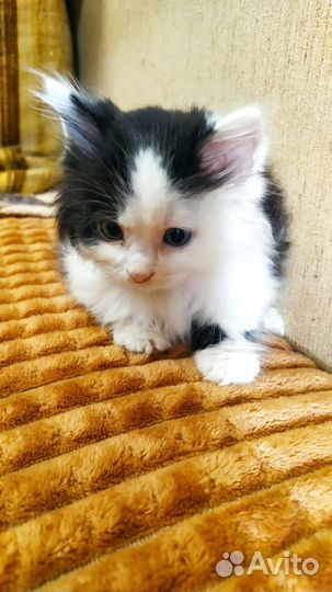 Котенок, мальчик