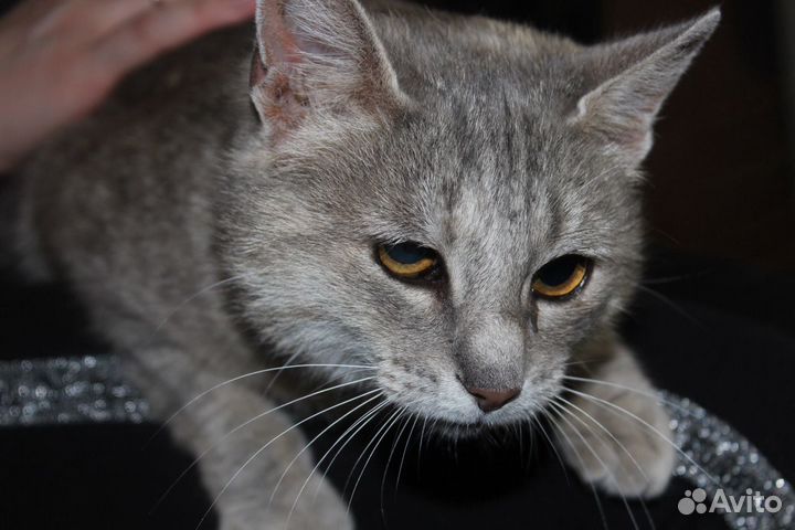 Киса Алиса в добрые руки