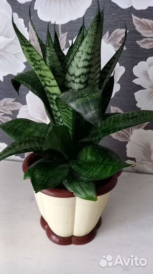 Сансевиерия