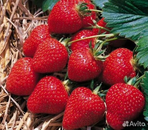 Земляника садовая (клубника). Саженцы на осень 24