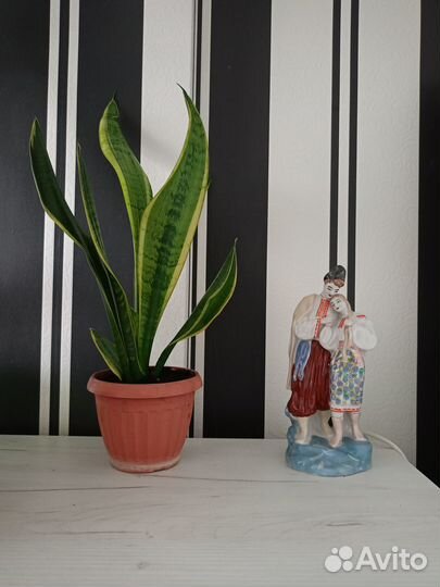 Сансевиерия Лауренти