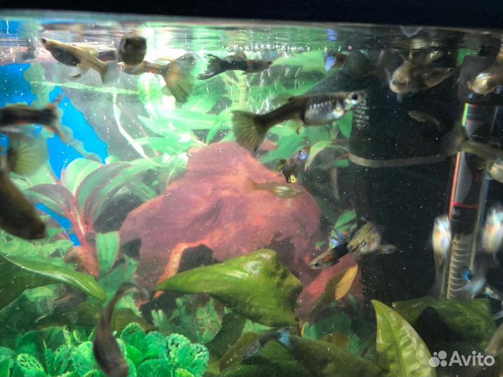 Аквариумные рыбы гуппи