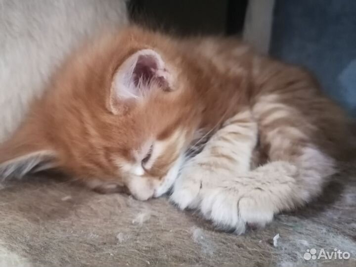 Котята мейн-кун