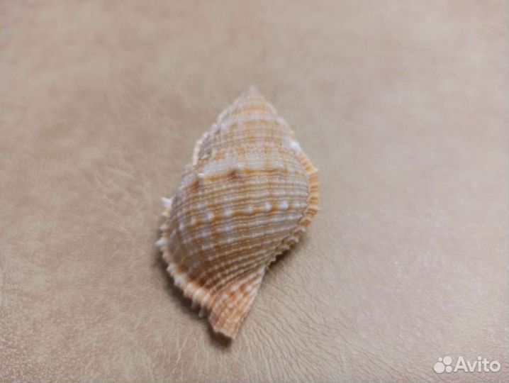 Морская раковина