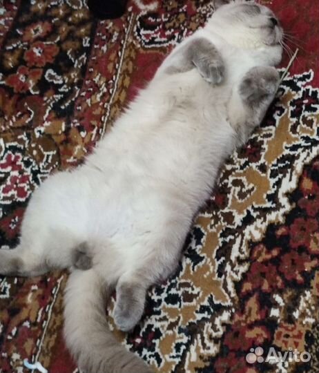 Британский кот