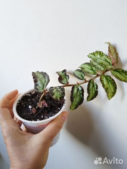 Пеллиония Даво