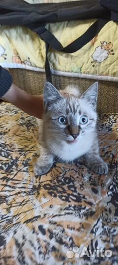 Котенок в дар