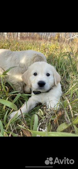 Золотистый ретривер