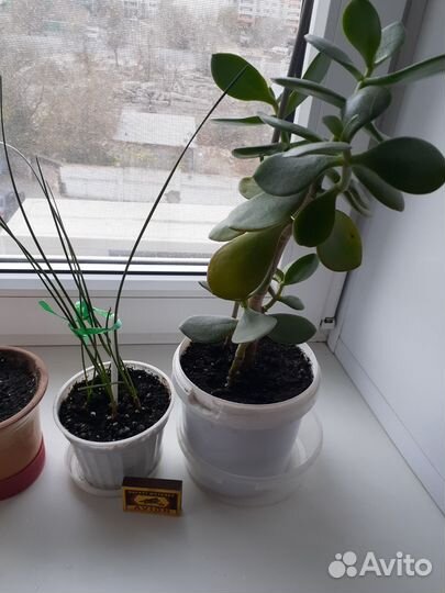 Комнатные цветы