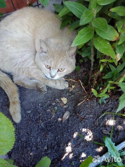 Котик персиковый