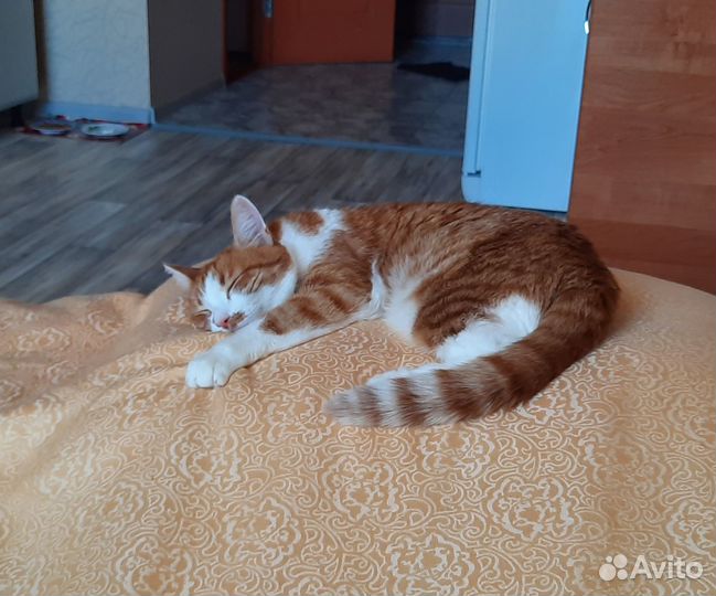 Отдам в добрые руки самого послушного котика